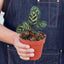 Calathea 'Makoyana' Indoor Plants House Plant Shop