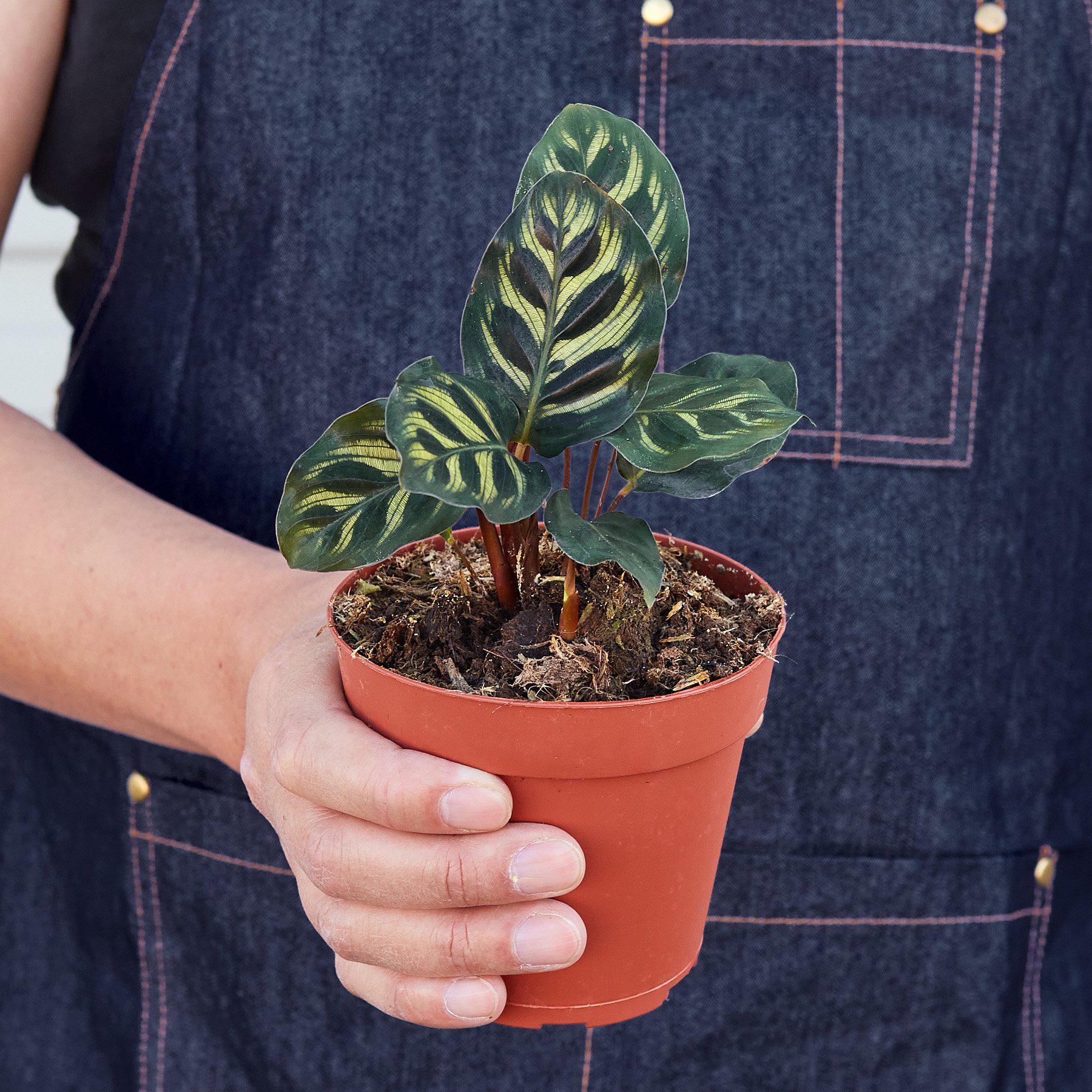 Calathea 'Makoyana' Indoor Plants House Plant Shop