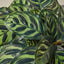 Calathea 'Makoyana' Indoor Plants House Plant Shop
