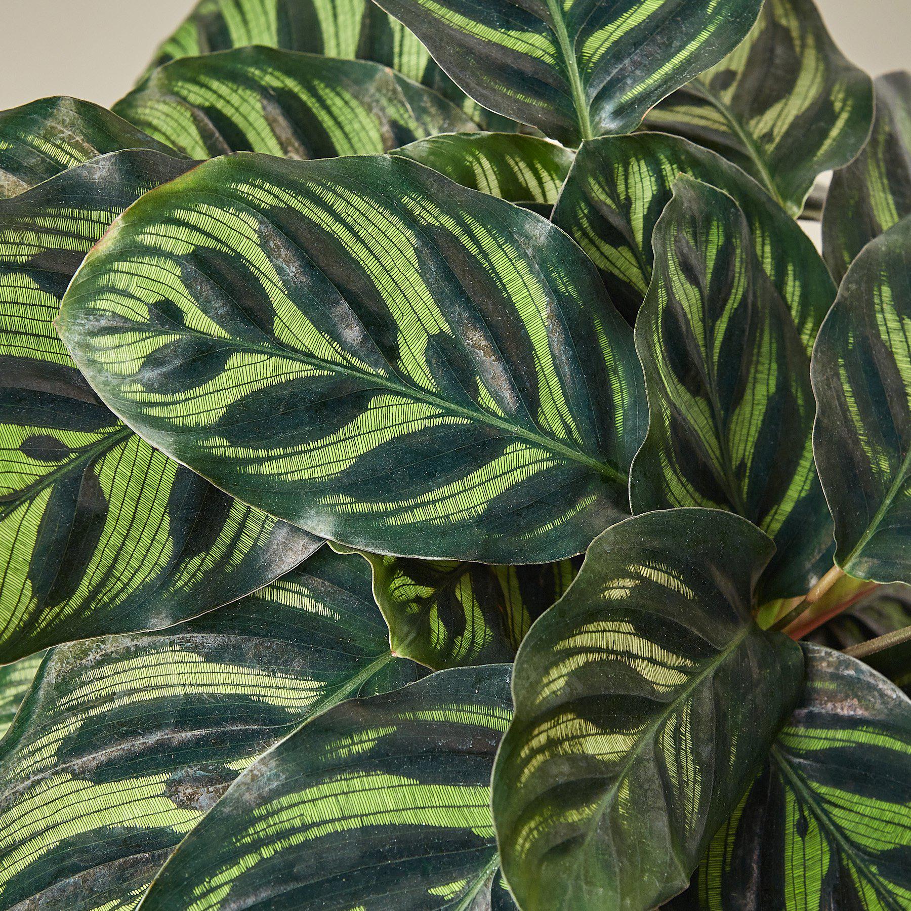 Calathea 'Makoyana' Indoor Plants House Plant Shop