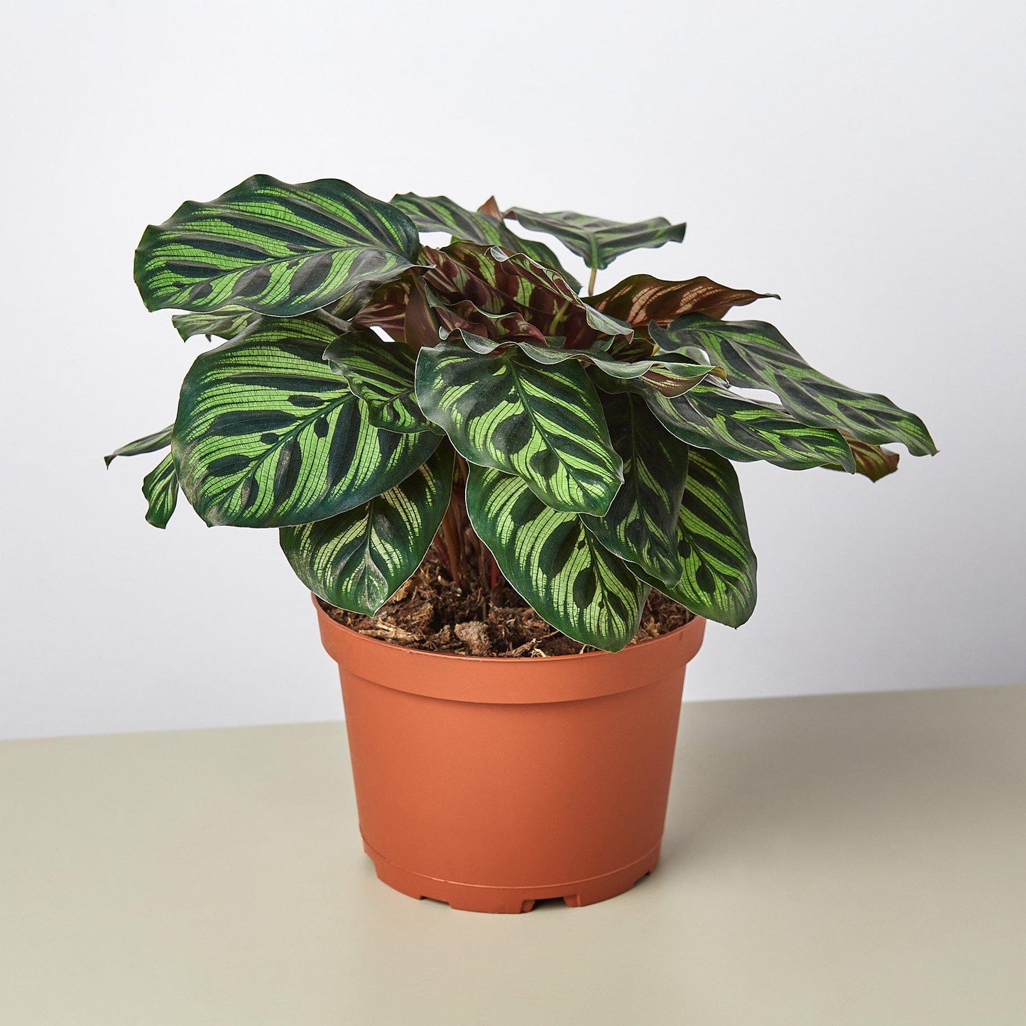 Calathea 'Makoyana' 6" Pot Nursery Pot Indoor Plants House Plant Shop