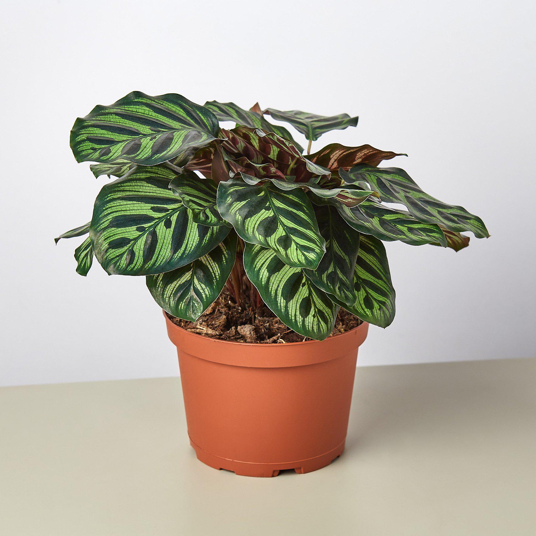 Calathea 'Makoyana' 6" Pot Nursery Pot Indoor Plants House Plant Shop