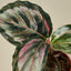 Calathea Roseopicta 'Medallion' II 6" Pot Indoor Plants House Plant Shop