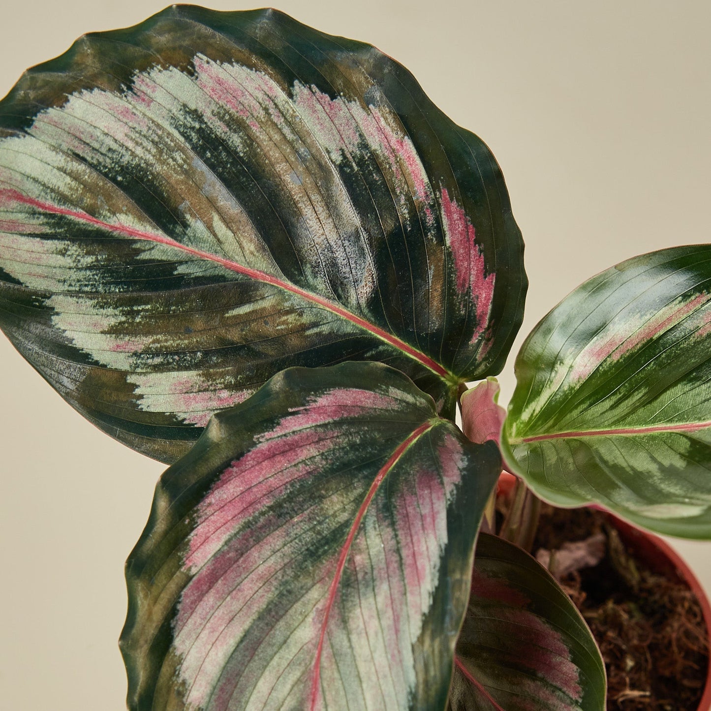 Calathea Roseopicta 'Medallion' II 6" Pot Indoor Plants House Plant Shop