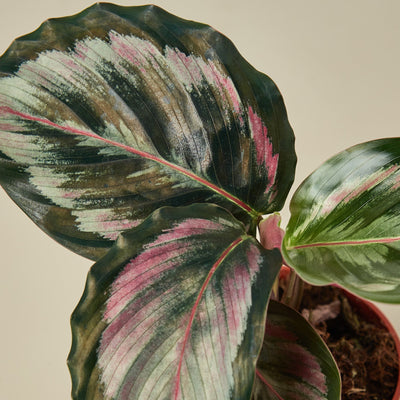 Calathea Roseopicta 'Medallion' II 6" Pot Indoor Plants House Plant Shop