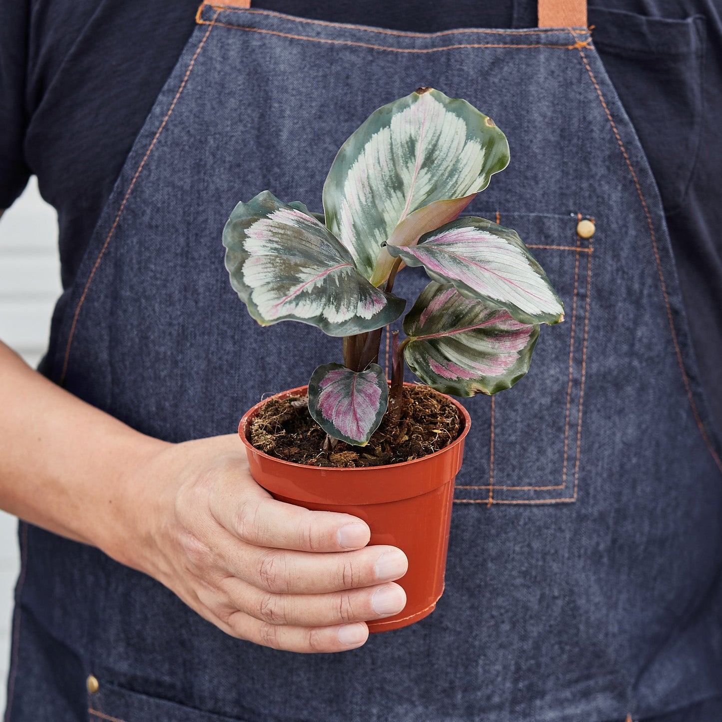 Calathea Roseopicta 'Medallion' II Indoor Plants House Plant Shop