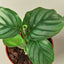 Calathea 'Orbifolia' Indoor Plants House Plant Shop