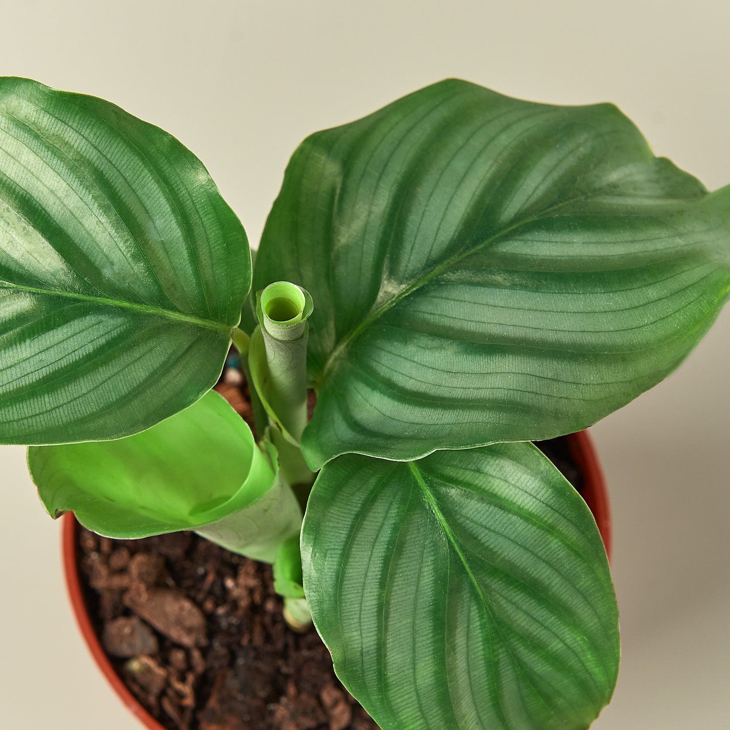 Calathea 'Orbifolia' Indoor Plants House Plant Shop