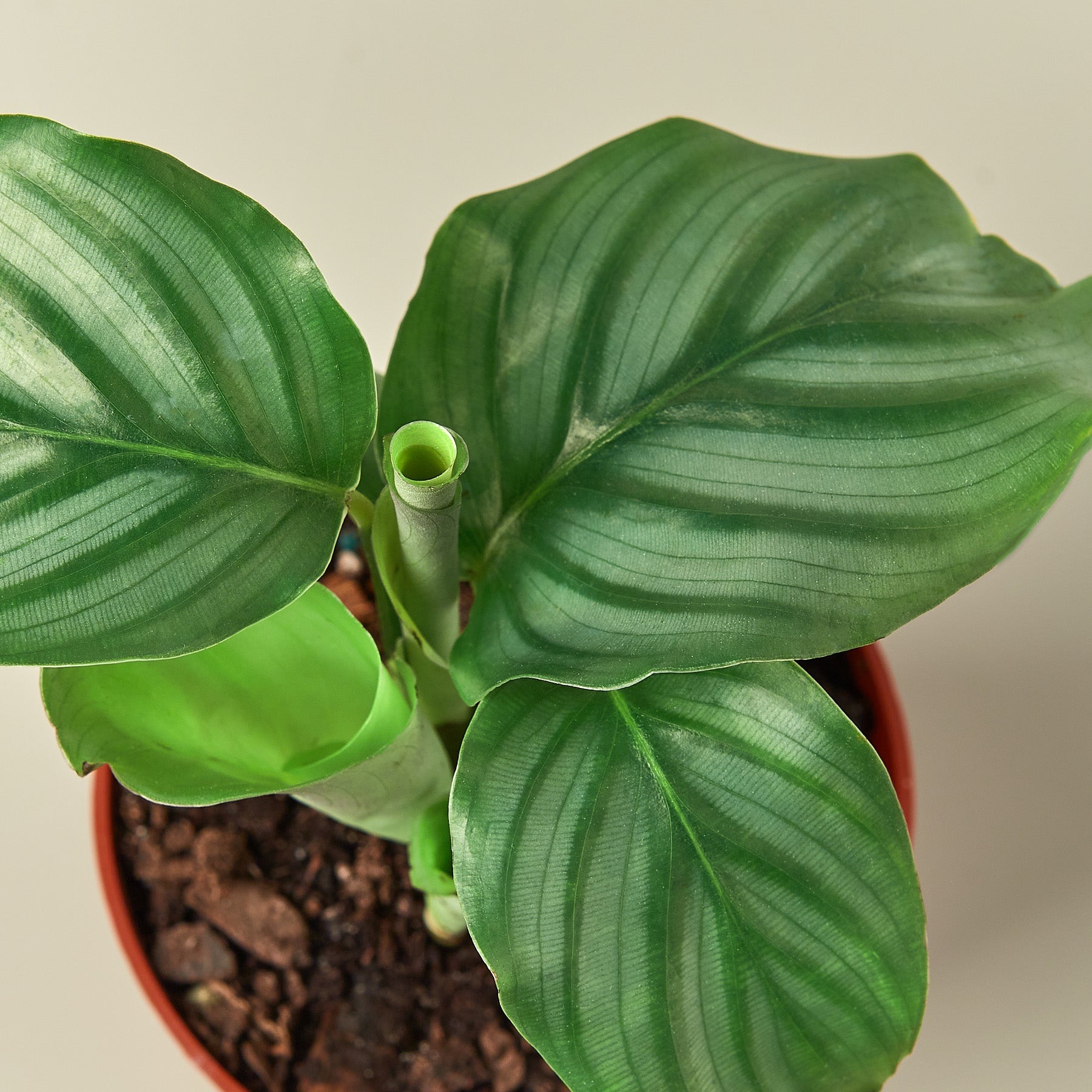 Calathea 'Orbifolia' Indoor Plants House Plant Shop