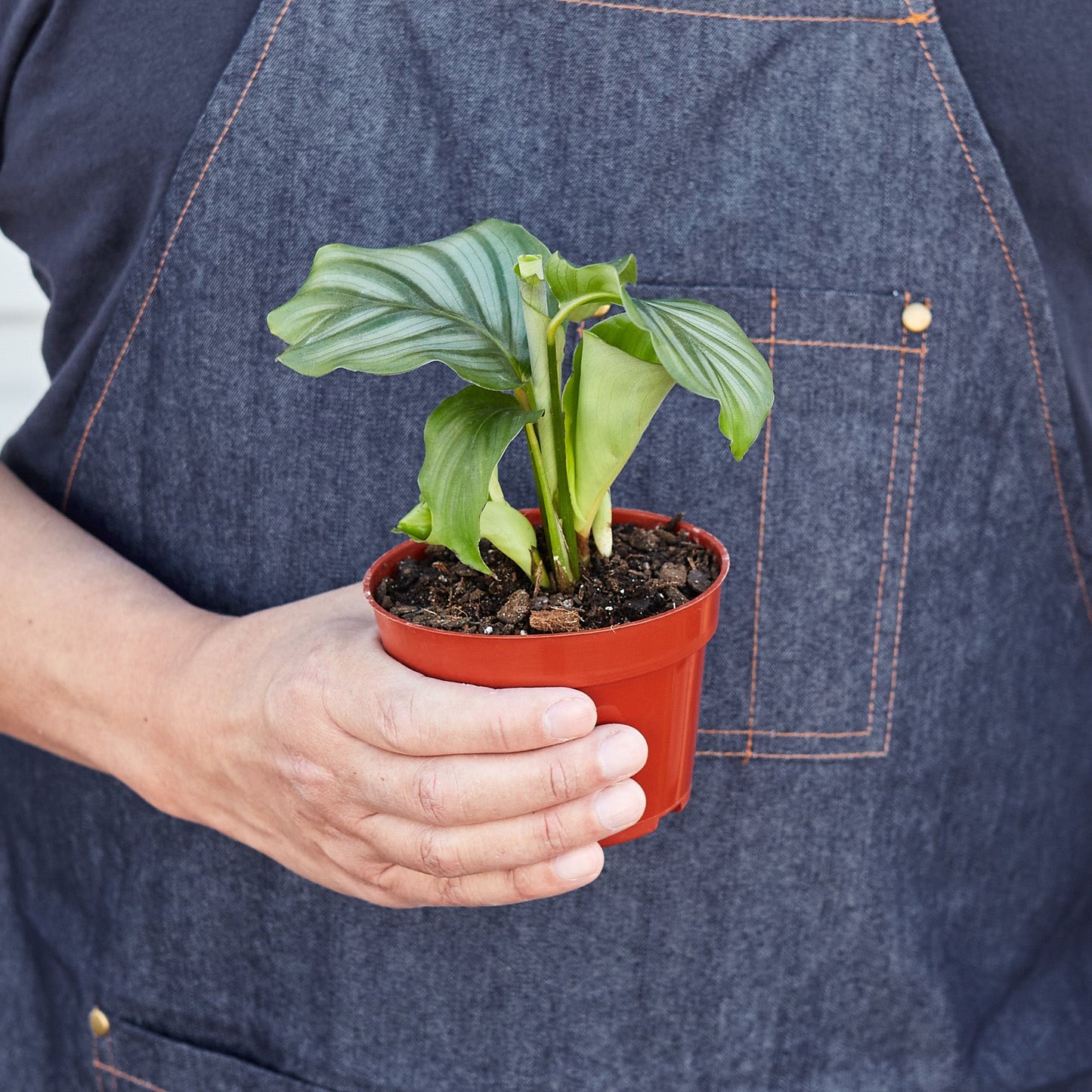 Calathea 'Orbifolia' 4" Pot Nursery Pot Indoor Plants House Plant Shop