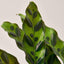 Calathea Lancifolia 'Rattlesnake' Indoor Plants House Plant Shop