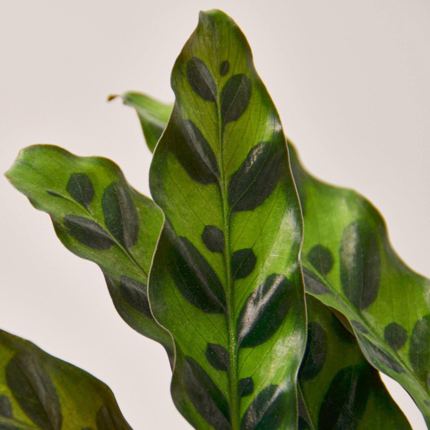 Calathea Lancifolia 'Rattlesnake' Indoor Plants House Plant Shop