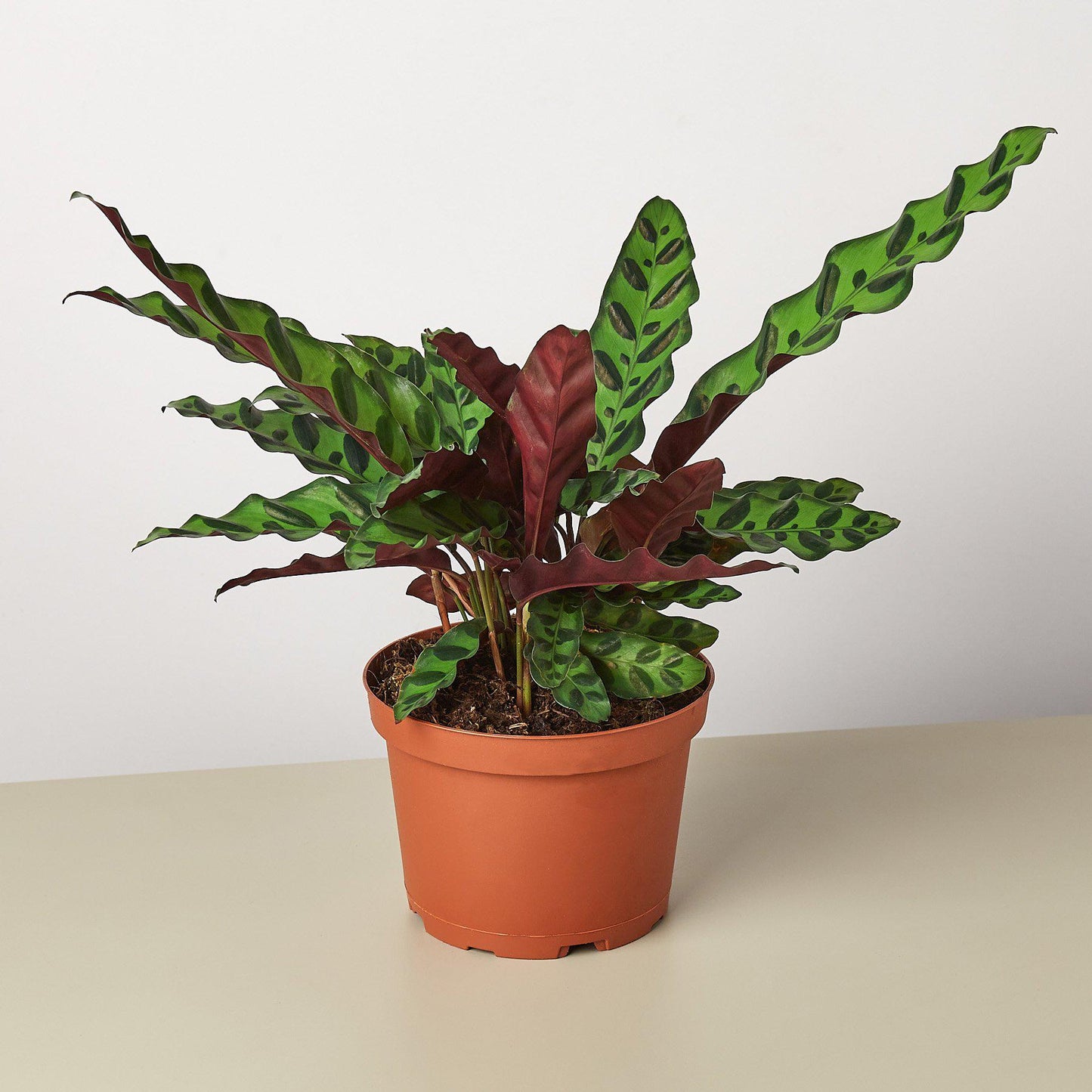 Calathea Lancifolia 'Rattlesnake' 6" Pot Nursery Pot Indoor Plants House Plant Shop