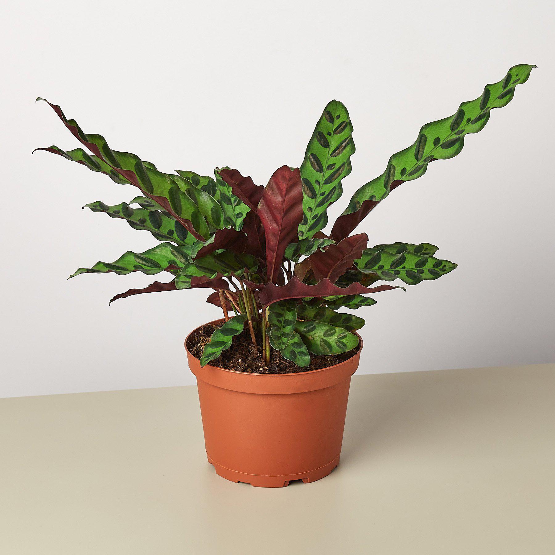 Calathea Lancifolia 'Rattlesnake' 6" Pot Nursery Pot Indoor Plants House Plant Shop