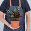 Calathea Lancifolia 'Rattlesnake' Indoor Plants House Plant Shop