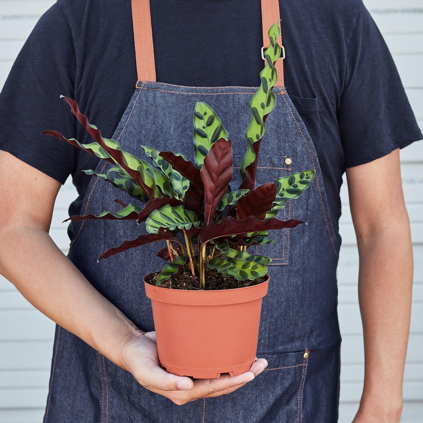 Calathea Lancifolia 'Rattlesnake' Indoor Plants House Plant Shop