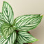 Calathea 'Vittata' Indoor Plants House Plant Shop