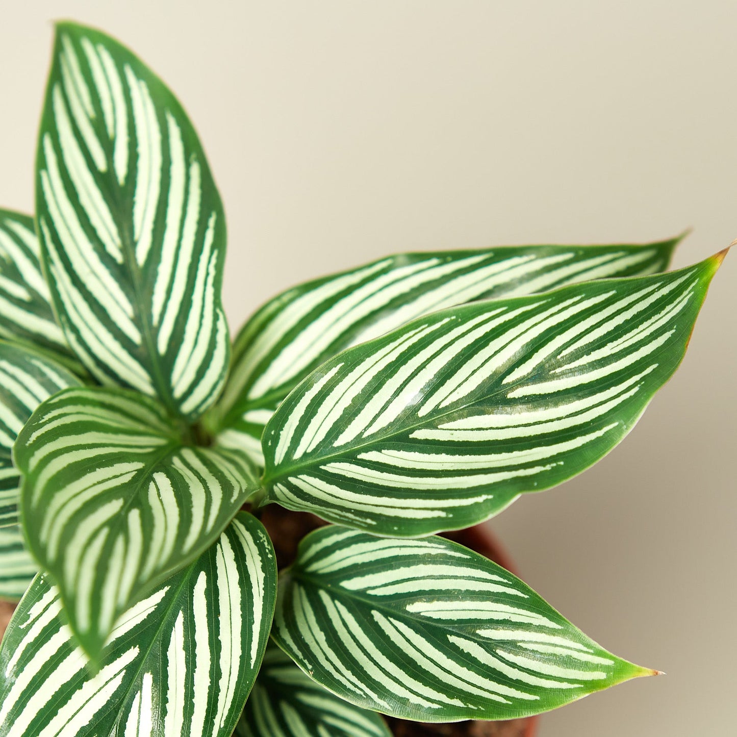 Calathea 'Vittata' Indoor Plants House Plant Shop