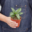 Calathea 'Vittata' Indoor Plants House Plant Shop