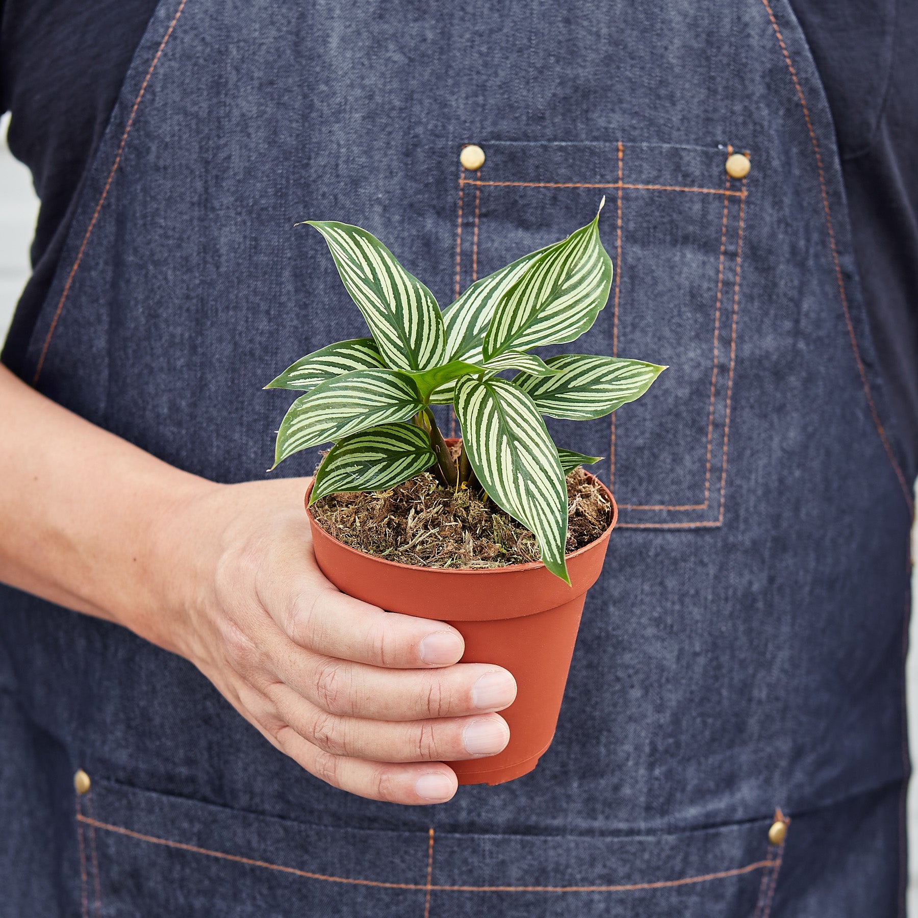 Calathea 'Vittata' Indoor Plants House Plant Shop