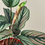 Calathea 'White Star' 6" Pot Indoor Plants House Plant Shop