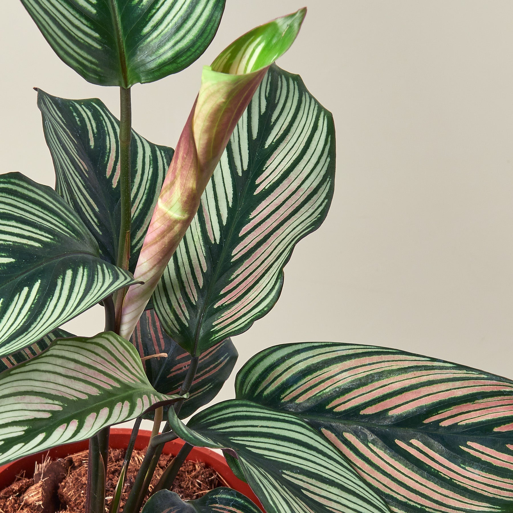 Calathea 'White Star' 6" Pot Indoor Plants House Plant Shop