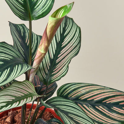 Calathea 'White Star' 6" Pot Indoor Plants House Plant Shop