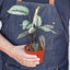 Calathea 'White Star' Indoor Plants House Plant Shop
