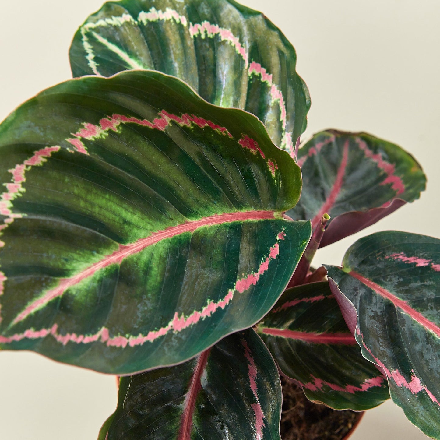 Calathea 'Dottie' Indoor Plants House Plant Shop
