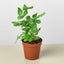 Pteris Cretica 'Albo Fern' Indoor Plants House Plant Shop