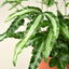 Pteris Cretica 'Albo Fern' 3" Pot Indoor Plants House Plant Shop