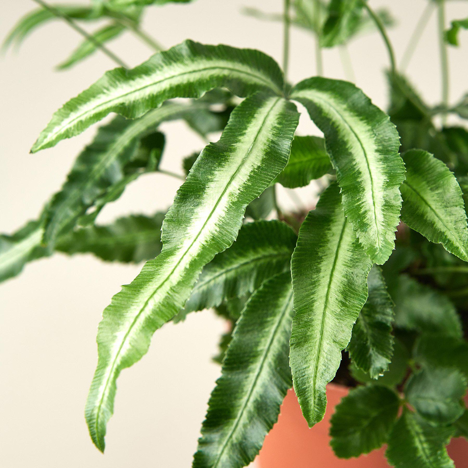 Pteris Cretica 'Albo Fern' 3" Pot Indoor Plants House Plant Shop