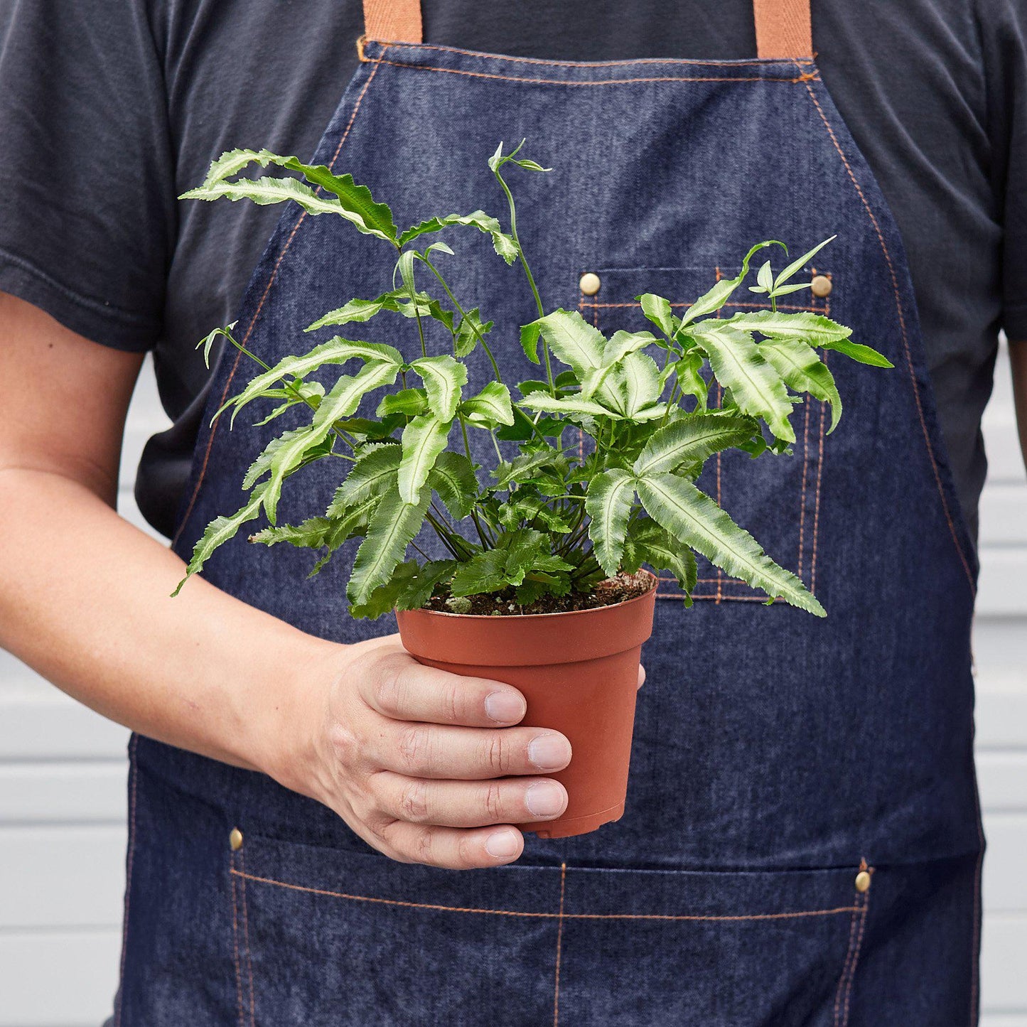 Pteris Cretica 'Albo Fern' Indoor Plants House Plant Shop