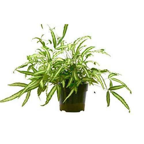 Pteris Cretica 'Albo Fern' 6" Pot Indoor Plants House Plant Shop
