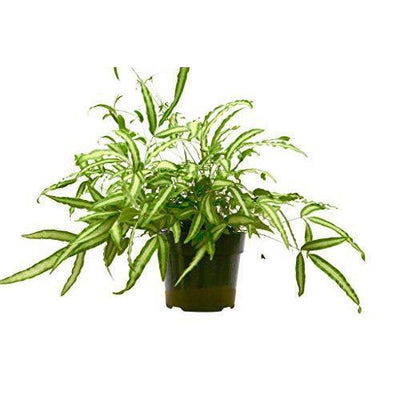Pteris Cretica 'Albo Fern' 6" Pot Indoor Plants House Plant Shop