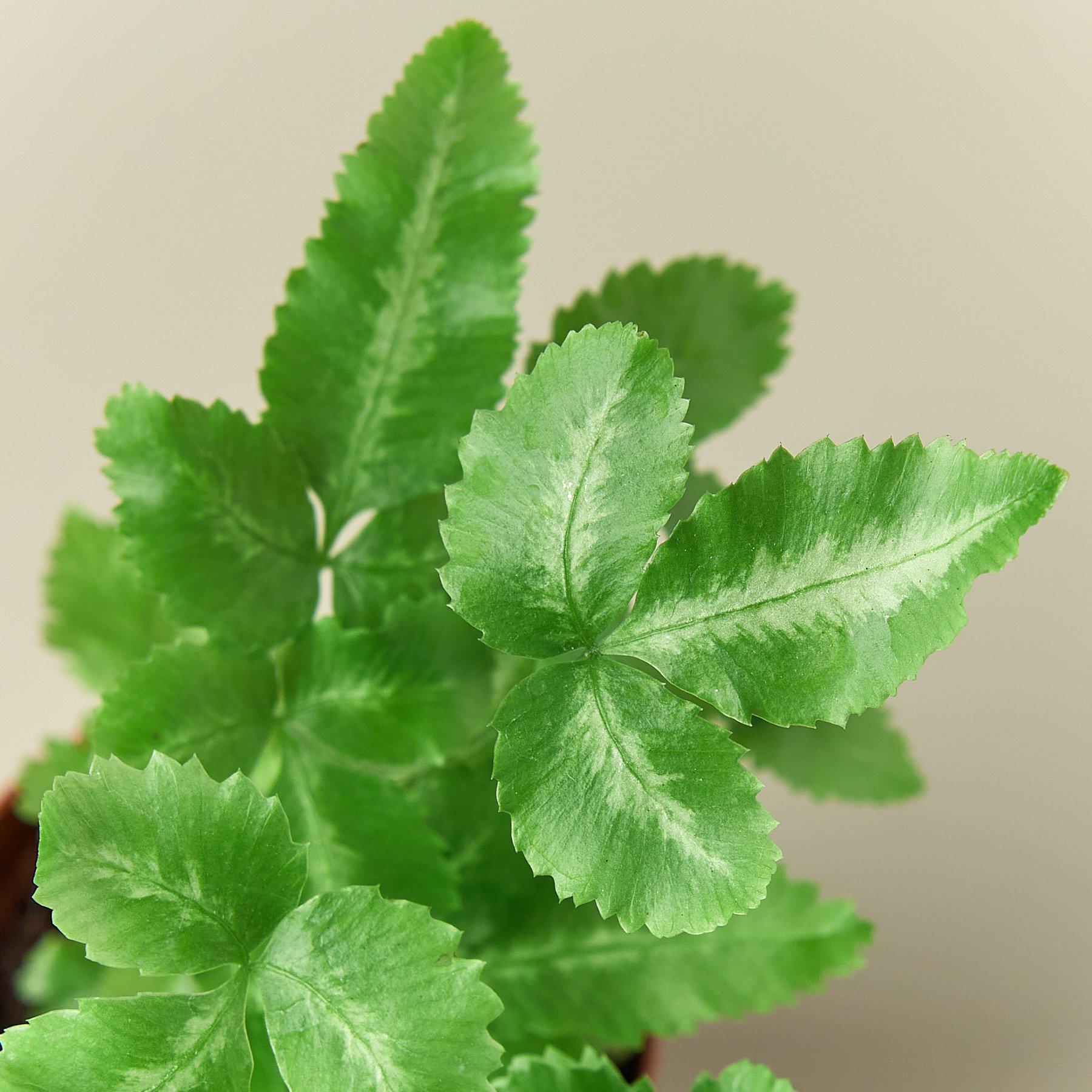 Pteris Cretica 'Albo Fern' Indoor Plants House Plant Shop