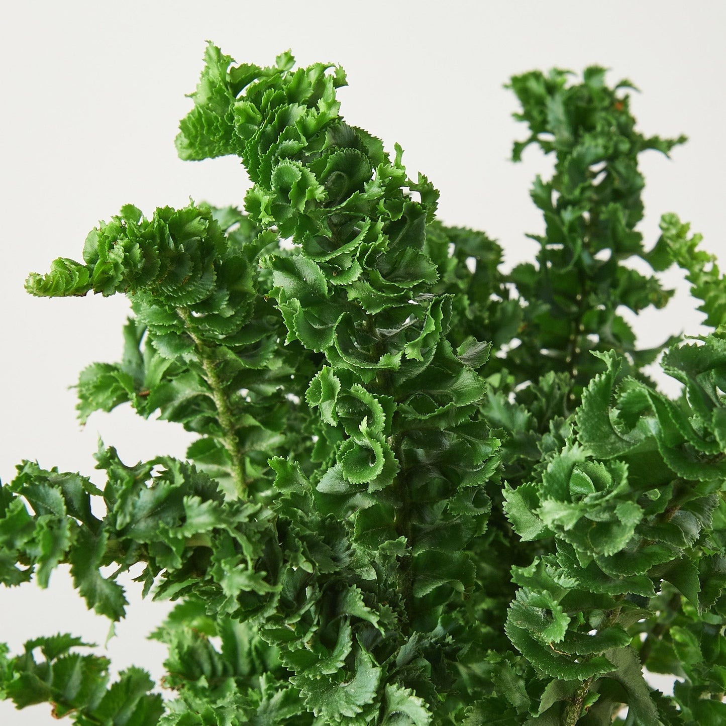 Fern 'Emina' Indoor Plants House Plant Shop