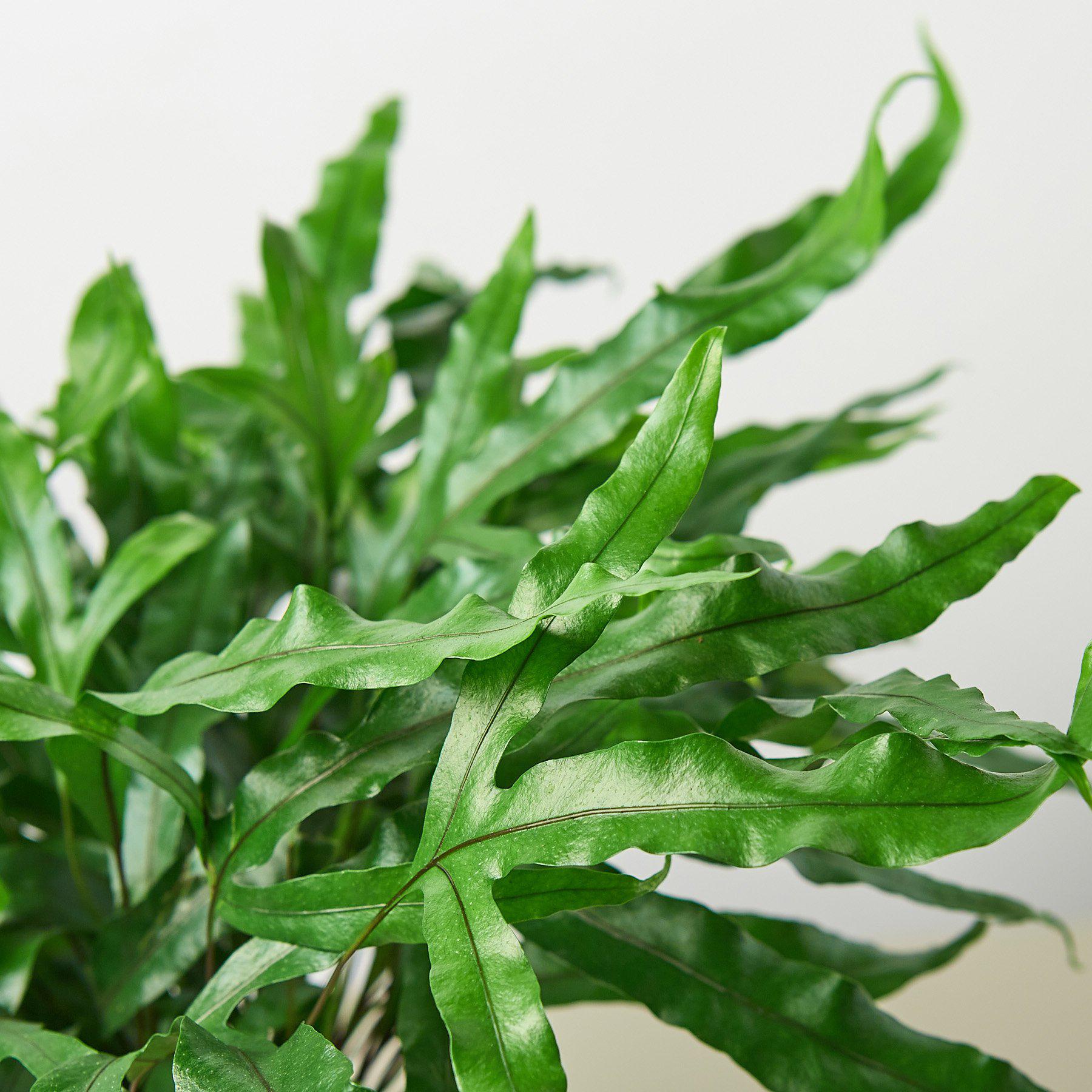 Fern 'Kangaroo Paw' Indoor Plants House Plant Shop