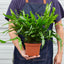 Fern 'Kangaroo Paw' Indoor Plants House Plant Shop