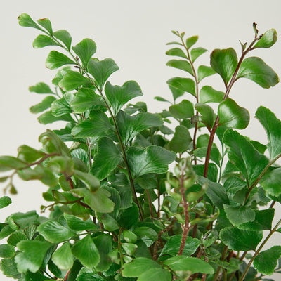Mahogany Fern Indoor Plants House Plant Shop