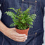 Mahogany Fern Indoor Plants House Plant Shop