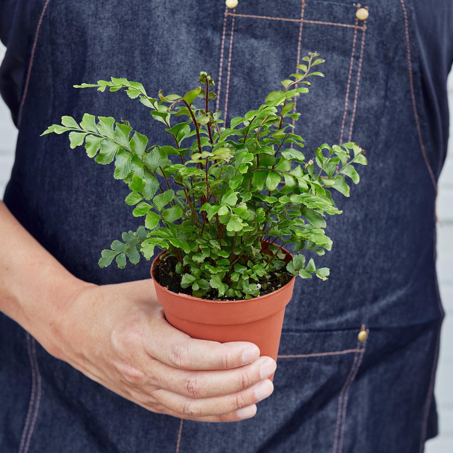 Mahogany Fern Indoor Plants House Plant Shop