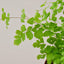 Maidenhair Fern Indoor Plants House Plant Shop