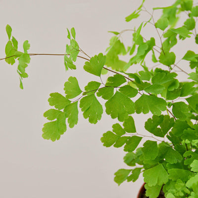Maidenhair Fern Indoor Plants House Plant Shop