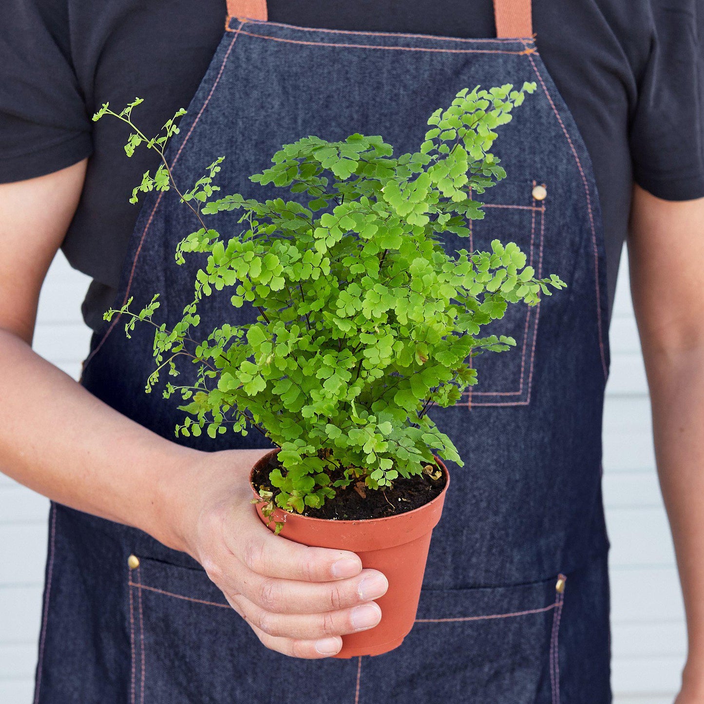 Maidenhair Fern Indoor Plants House Plant Shop