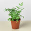 Fern 'Silver Lace' 4" Pot Indoor Plants House Plant Shop