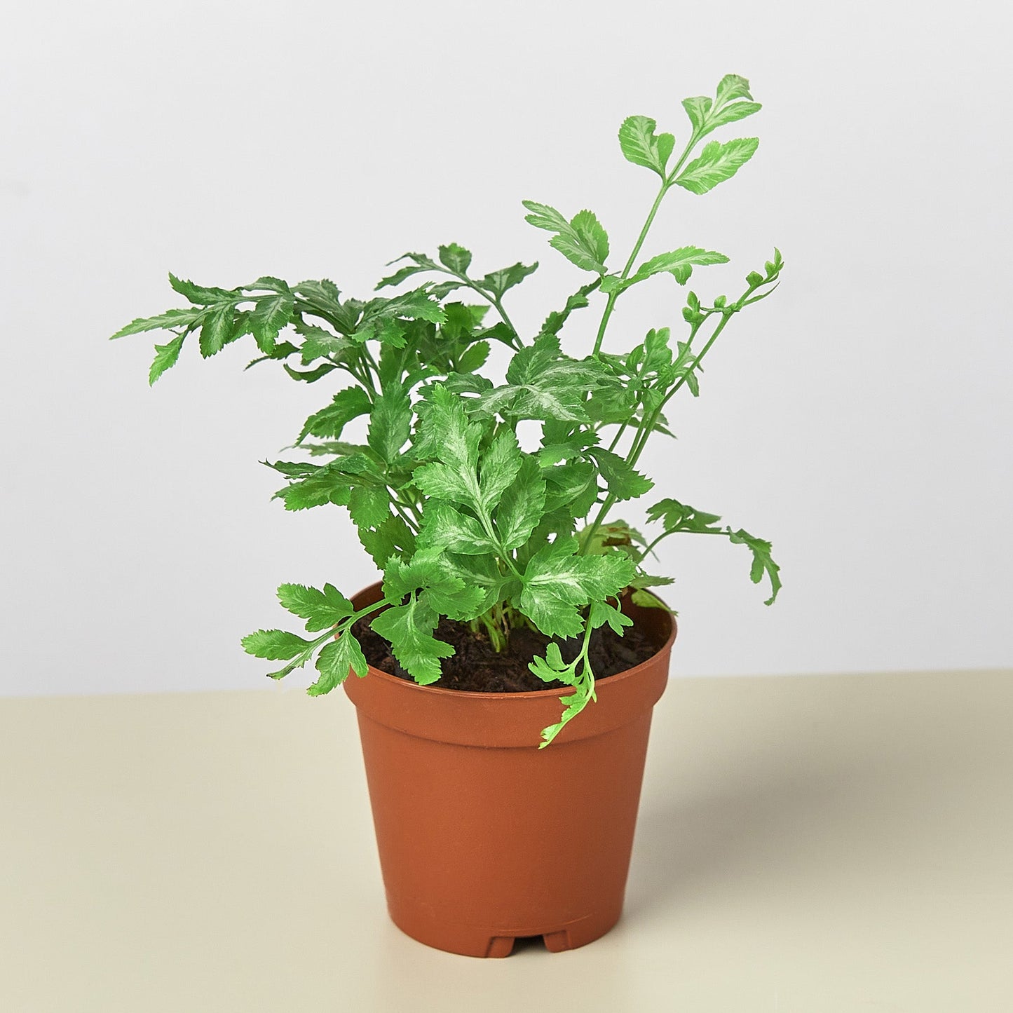 Fern 'Silver Lace' 4" Pot Indoor Plants House Plant Shop