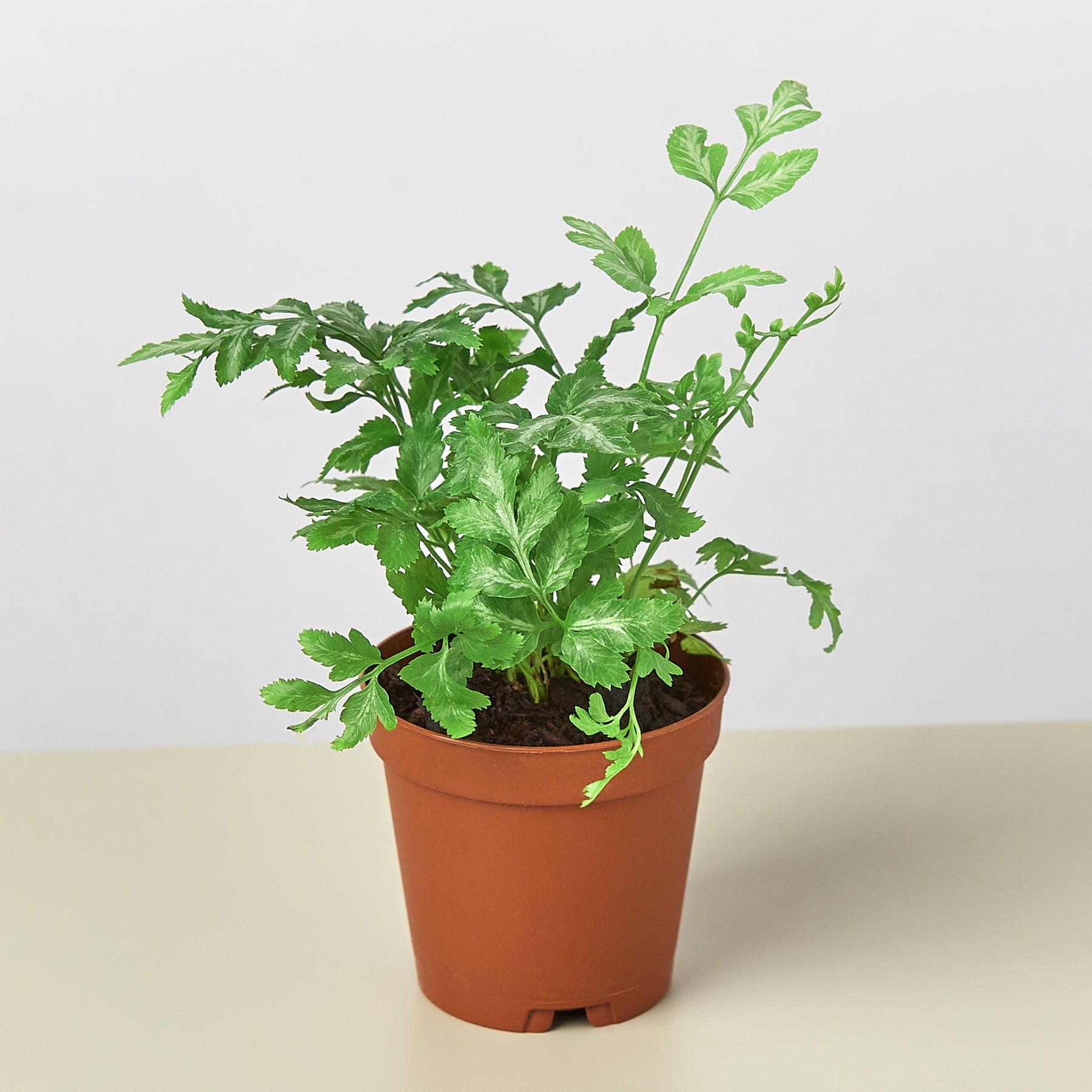 Fern 'Silver Lace' 4" Pot Indoor Plants House Plant Shop