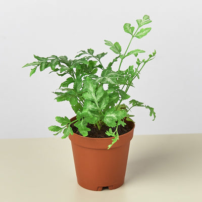 Fern 'Silver Lace' 4" Pot Indoor Plants House Plant Shop