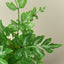 Fern 'Silver Lace' Indoor Plants House Plant Shop